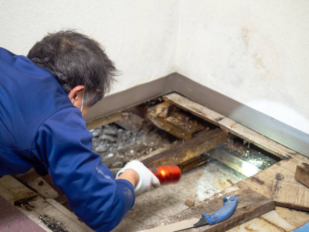 Best Mold Damage Repair  in Avimor, ID