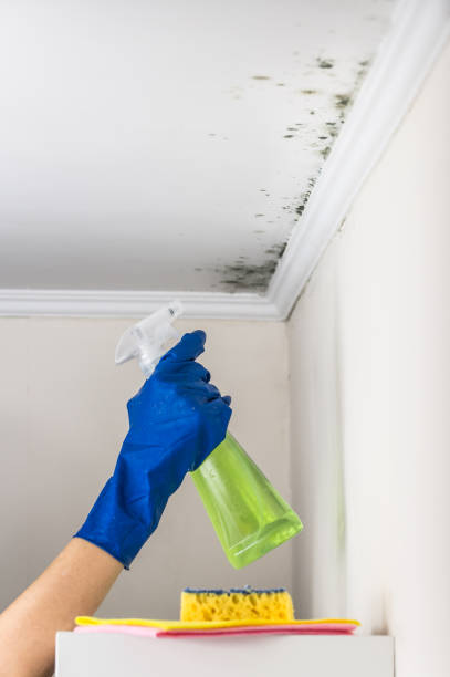 Best Black Mold Removal  in Avimor, ID